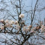 前庭桜